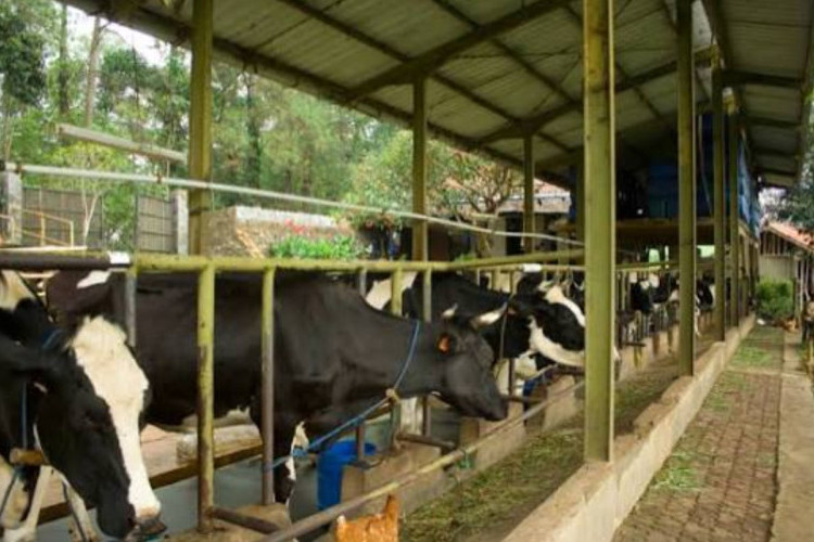 Dago Dairy Resmi Tutup Usai Kesulitan Cari Pekerja, Peternakan Sapi Perah Legendaris yang Sempat jadi Wisata Edukasi 