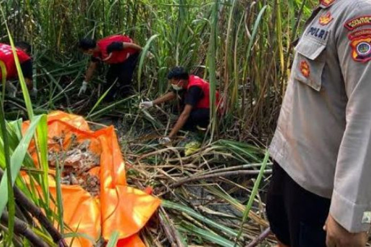 Geger Penemuan Jasad Tinggal Tengkorak Tanpa Identitas di Semak-Semak Lahan Bantul, Polisi Periksa Saksi dan Cari Identitas