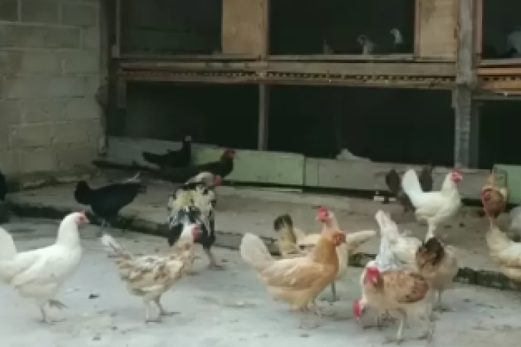 Hanya Bermodalkan 10 Indukan Ayam Kampung, Bisnis ini dapat Hasilkan Jutaan Rupiah Perminggu, ini Rahasianya!