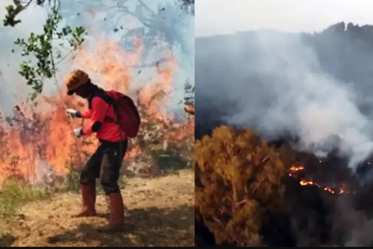 Imbas Kebakaran Jalur Pendakian Semeru, 172 Pendaki Dievakuasi Hingga Pemadaman Dilakukan dengan Water Bombing