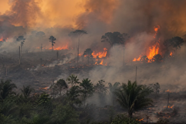 Berapa Banyak Kerugian Sebab Karhutla? Dari Kabut Asap hingga Kerugian Triliunan Karhutla Bukan Lagi Sekadar Masalah Lingkungan