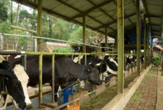 Dago Dairy Resmi Tutup Usai Kesulitan Cari Pekerja, Peternakan Sapi Perah Legendaris yang Sempat jadi Wisata Edukasi 