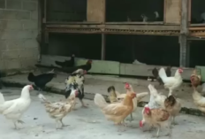Hanya Bermodalkan 10 Indukan Ayam Kampung, Bisnis ini dapat Hasilkan Jutaan Rupiah Perminggu, ini Rahasianya!