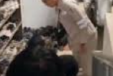 Kronologi Kejadian Video Viral Seorang Karyawan PT Indonesia Morowali Industrial Park atau IMIP Memaki Seorang Calon Karyawan